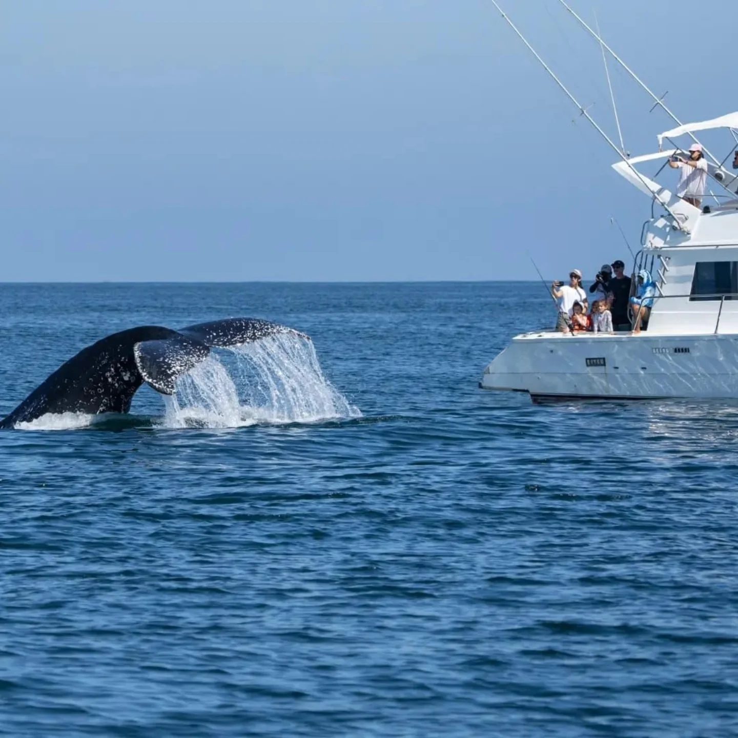 Whale