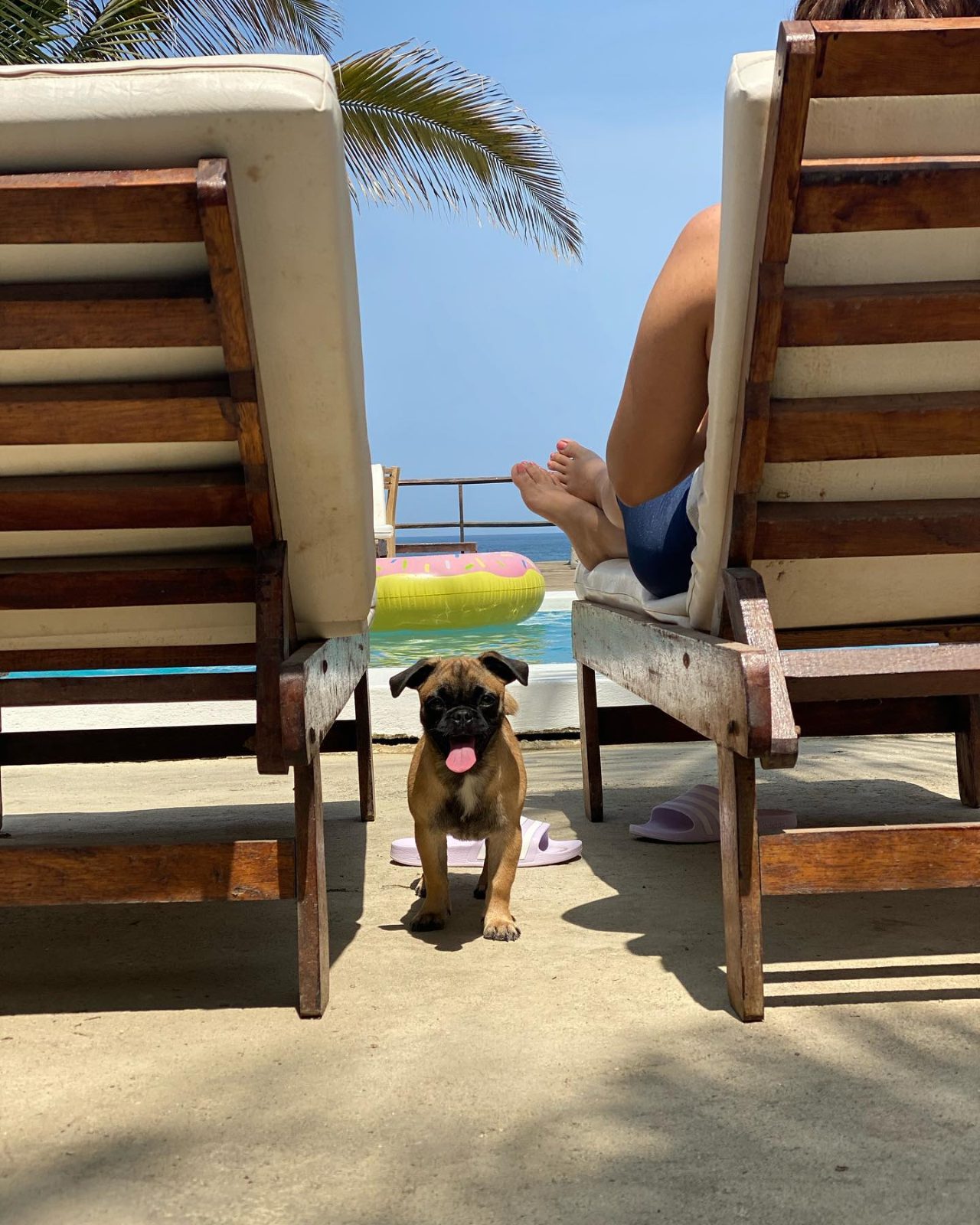 Dog on a lounger