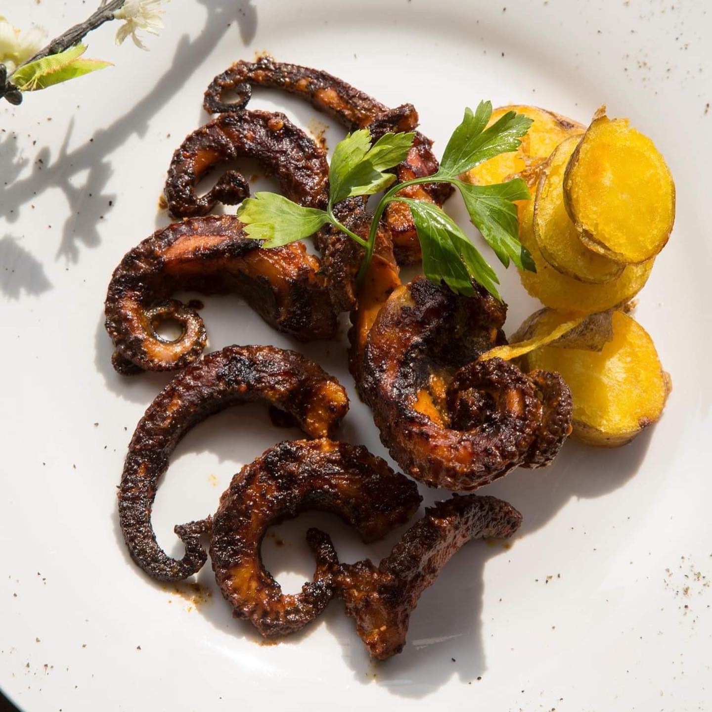 Grilled octopus